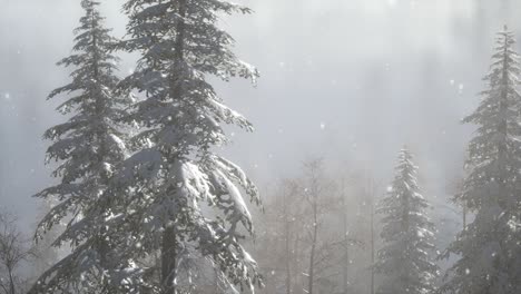 niebla brumosa en el bosque de pinos en las laderas de las montañas