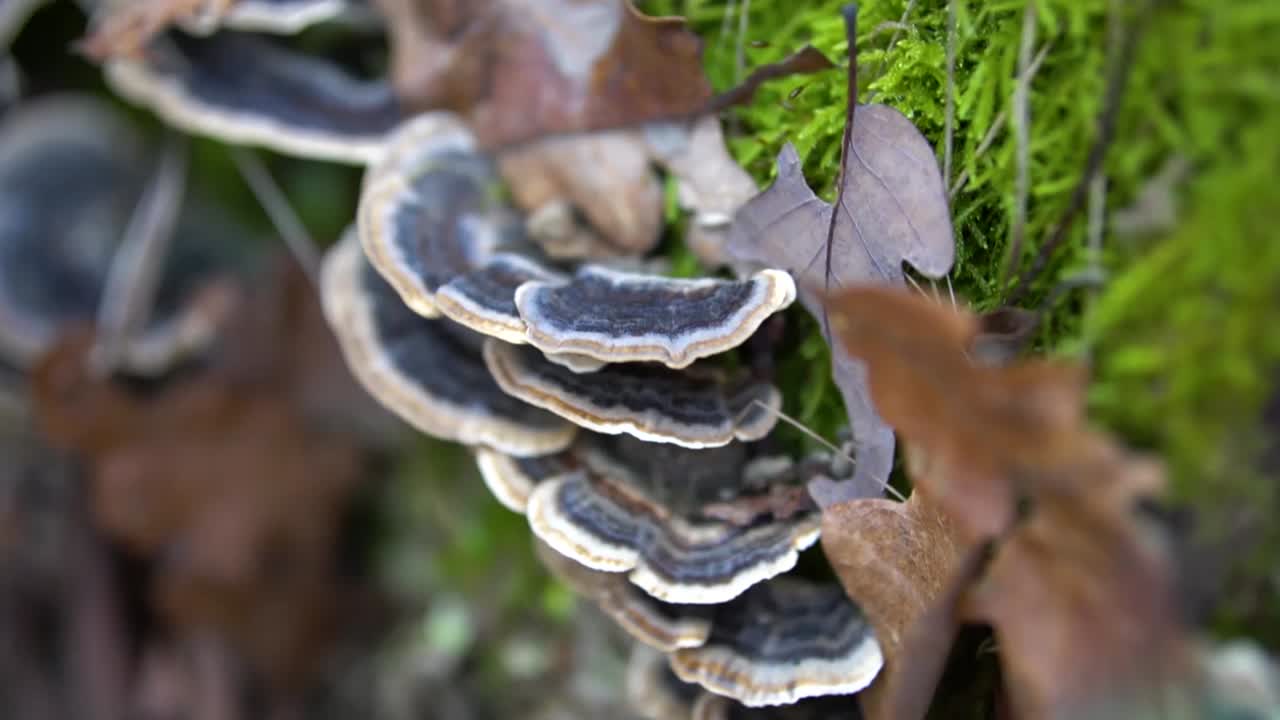 Purple wood turkey tail mushroom covered with dry leaves growing from moss covered dead tree