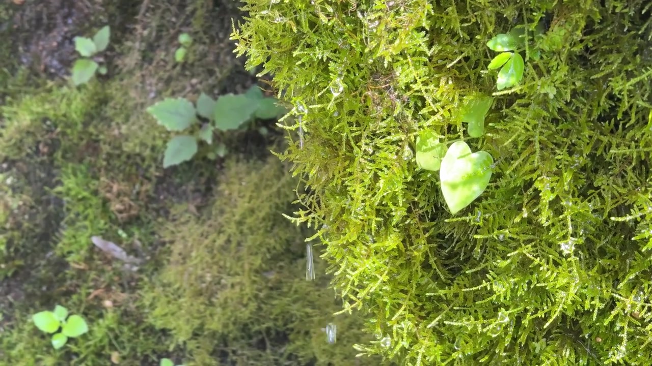 Acqua che gocciola su muschio verde lussureggiante nella foresta