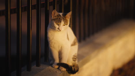 slow motion shot of a young furry cat sitting on the wall looking around