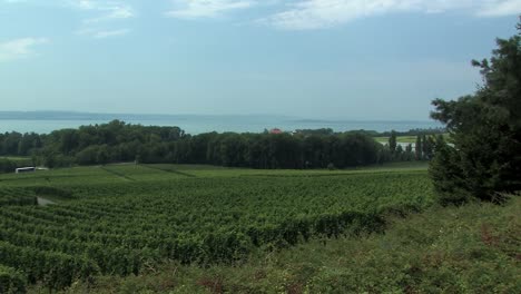 Schwenk-über-Weinberg-Am-Bodensee,-Deutschland-1