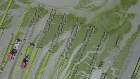 Aerial-View-Of-Growers-With-Tractors-Harvesting-Oyster-On-The-Offshore-Oyster-Farm