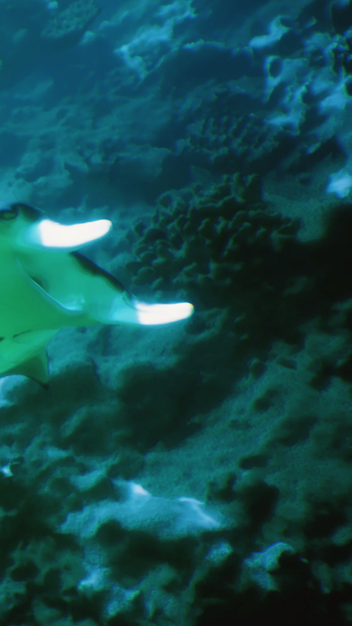 Majestic manta ray gliding through vibrant coral reef waters in the ocean