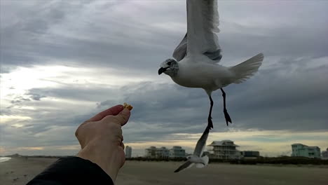 Pájaro-Come-De-La-Mano-De-Un-Hombre-En-Cámara-Lenta-En-Una-Playa-Nublada