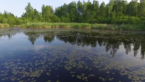 Water-caltrop,-chestnut,-buffalo-nut,-bat-nut,-devil-pod,-ling-nut,-lin-kok,-ling-kio-nut,-mustache-nut,-singhada-in-lake-Pokrata-in-summer