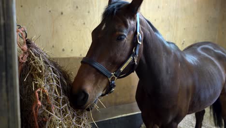 brown mare eating hay in a stable