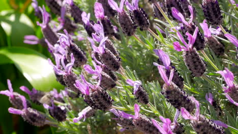 Eine-Biene-Fliegt-Um-Eine-Violette-Lavendelpflanze-Herum