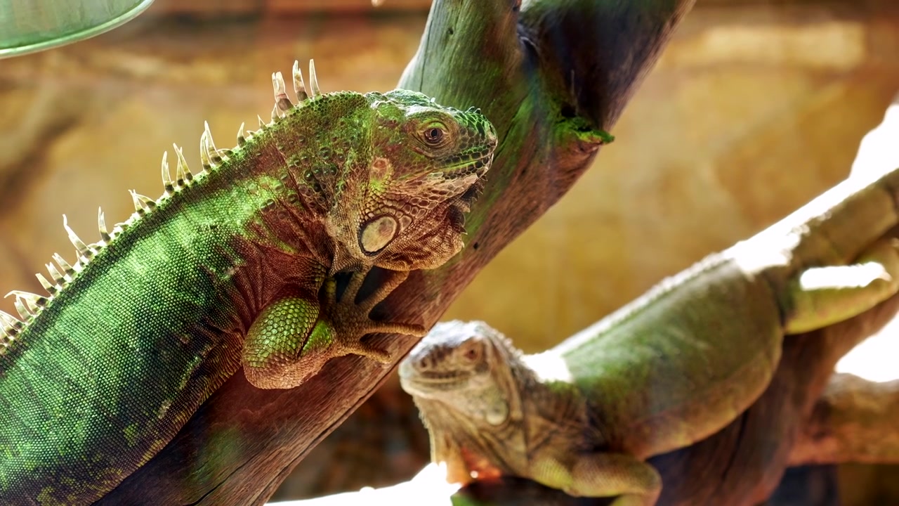 Dos iguanas verdes descansando en ramas de árboles