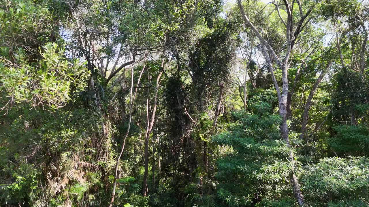 Drone captures vibrant rainforest canopy with dynamic lighting and serene atmosphere, showcasing diverse flora in a natural habitat