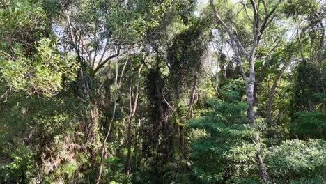 drone captures vibrant rainforest canopy with dynamic lighting and serene atmosphere, showcasing diverse flora in a natural habitat