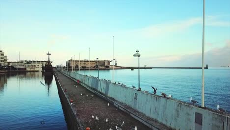 Drone-Volando-Cerca-De-Pájaros-En-El-Puerto-Deportivo