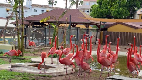 pink flamingos birds flamboyance phoenicopteridae selwo world in spain zoo