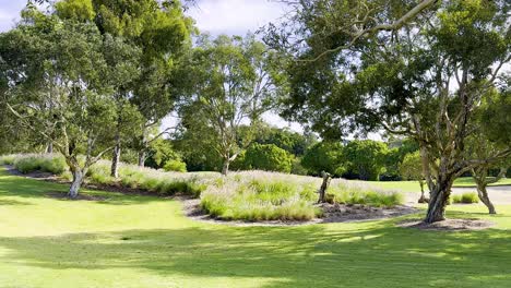 lush greenery and trees in a tranquil setting