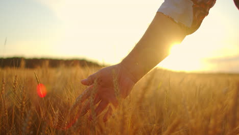 slow motion: farmers hand touches the ear of wheat at sunset. the agriculturist inspects a field of ripe wheat. farmer on a wheat field at sunset. agriculture concept. agricultural business.