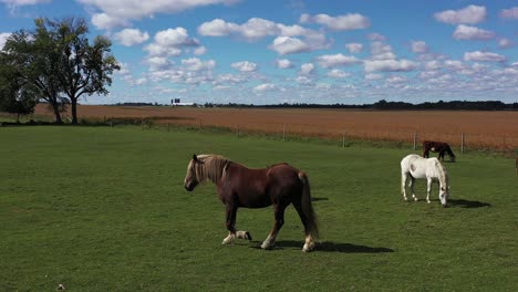 beautiful horses and cows in farm pasture