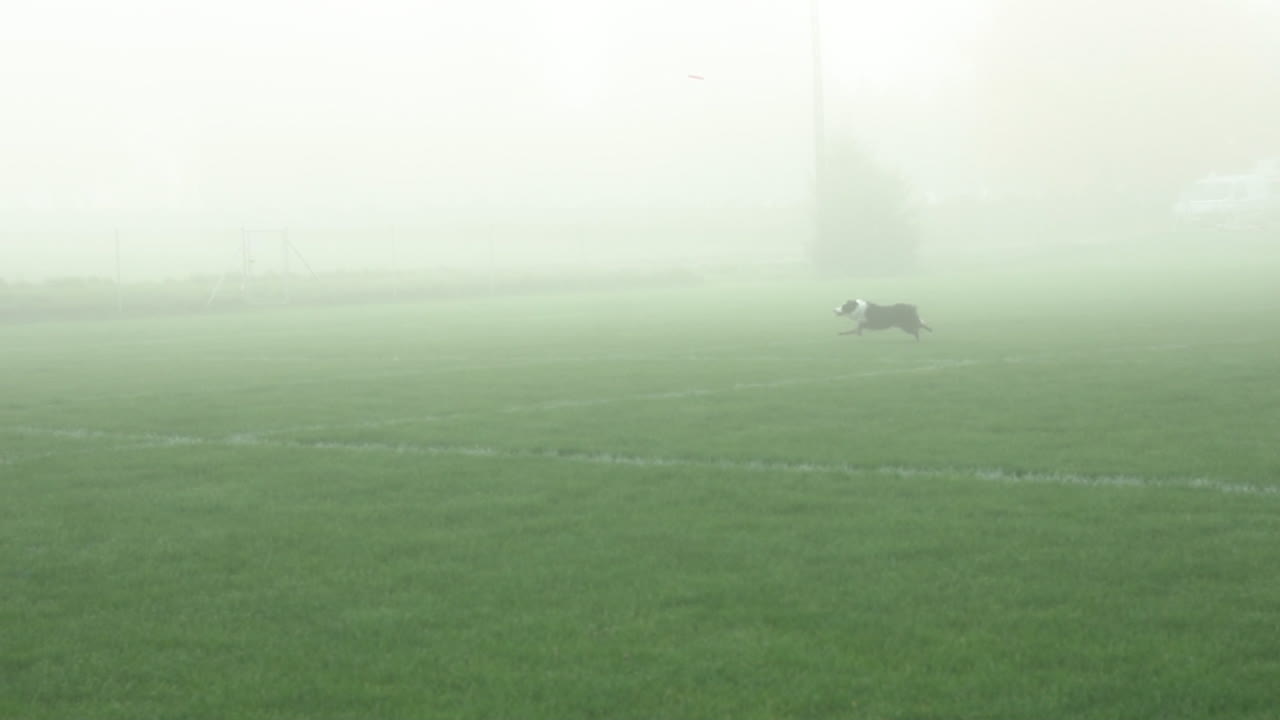 플라잉 디스크를 잡기 위해 풀밭을 달리는 보더 콜리 - 프리스비 개 - 와이드 샷