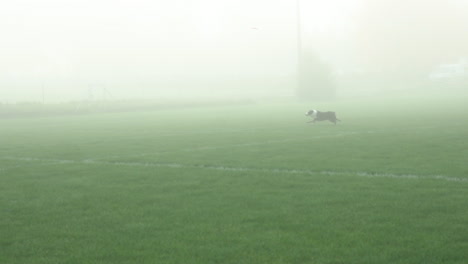 border collie running on grass to catch the flying disc - frisbee dog - wide shot