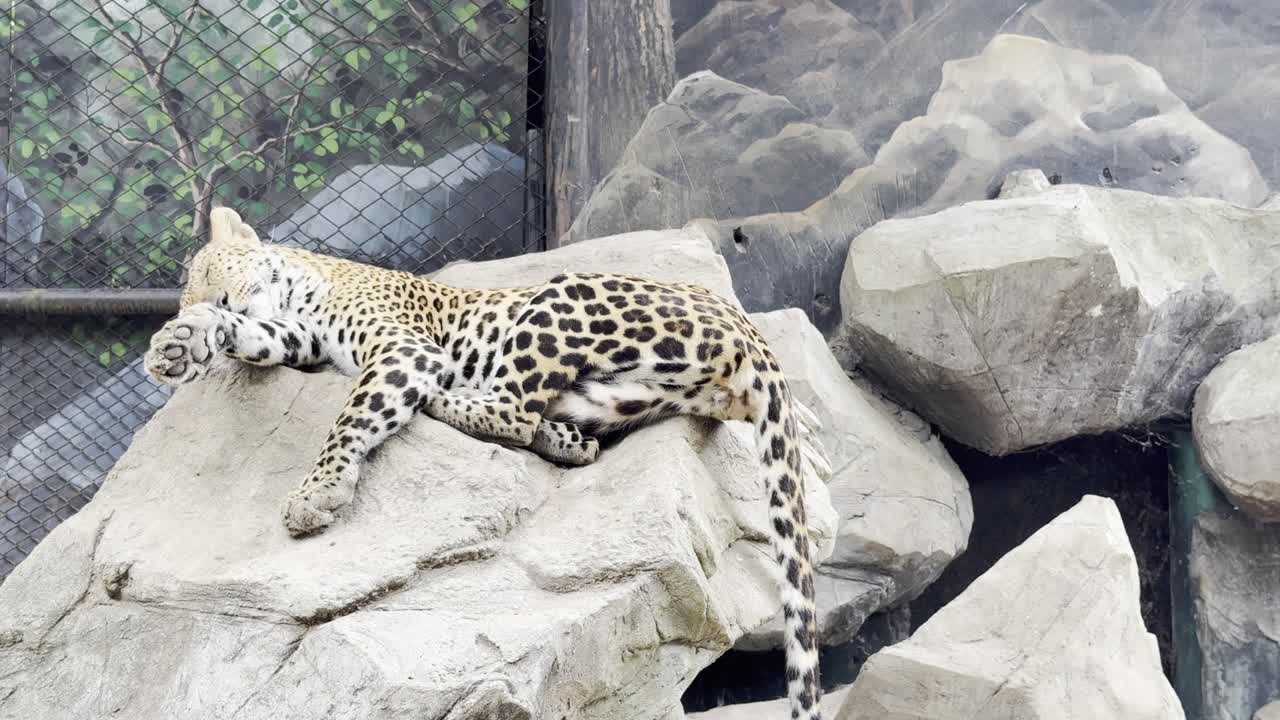 leopard Panthera pardus in zoo cage