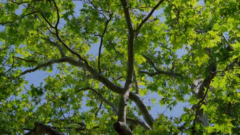 Mirando-Hacia-Arriba-A-Un-Majestuoso-árbol-De-Avión-Balanceándose-En-El-Viento-En-Un-Día-Soleado-En-El-Parque-En-Viena-Tiro-De-ángulo-Bajo-De-Hojas-Susurrando-Con-Un-Cielo-Azul