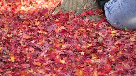 beautiful red acer palmatum or japanese maple leaves cover the ground as a woman sits on them leaning on a tree trunk - unrecognizable tilt down