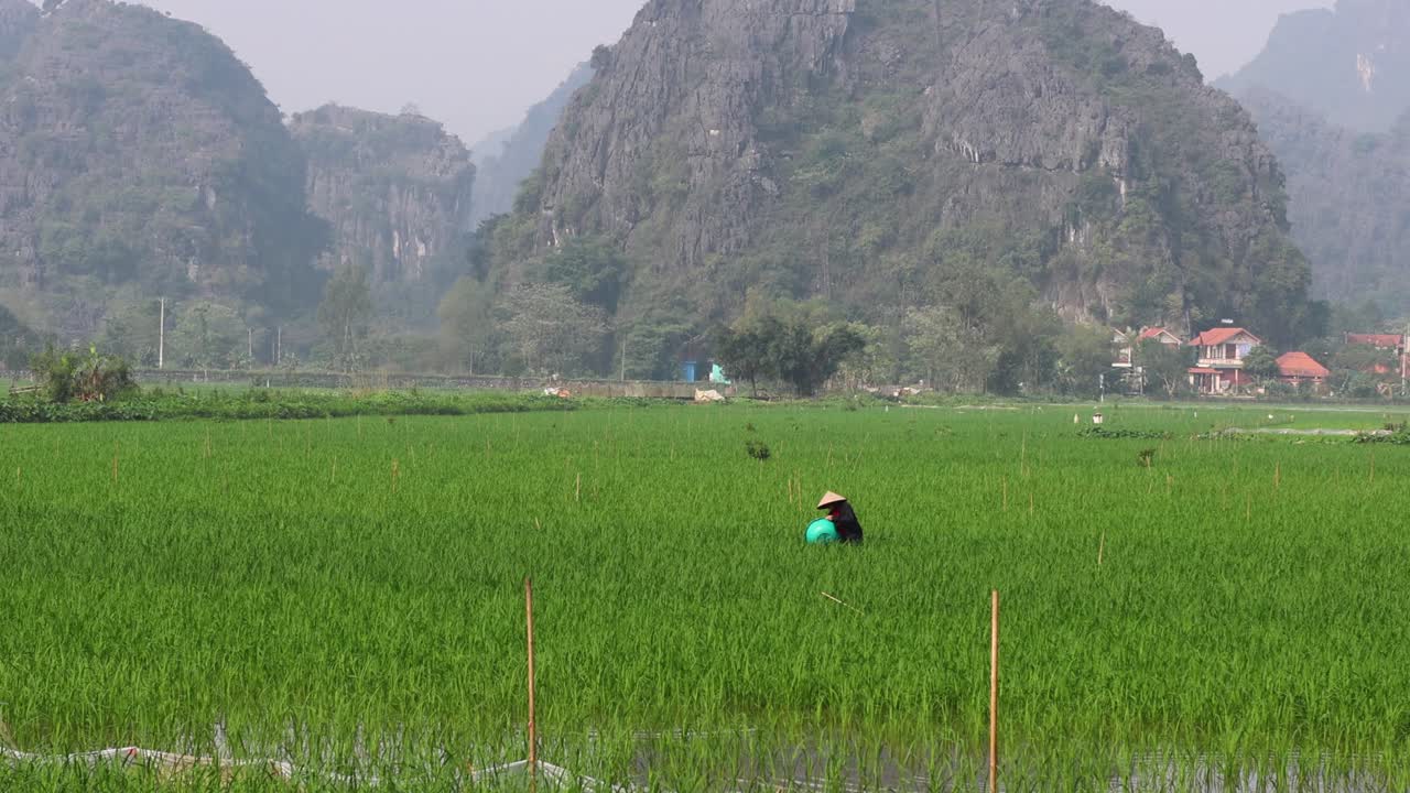 농부는 에서 꾸준히 일합니다.