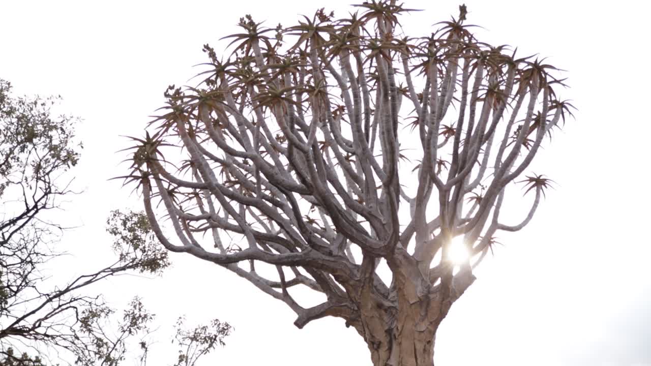The golden sun between the branches of a Quiver tree with leaves and seeds in Namibia