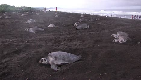 docenas de tortugas marinas lora suben a una playa para desovar