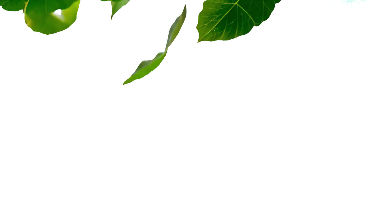 Falling green leaves animated overlay, transparent 4K video, alpha channel, ProRes 4444