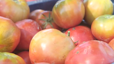 Rote-Tomaten-Pflücken