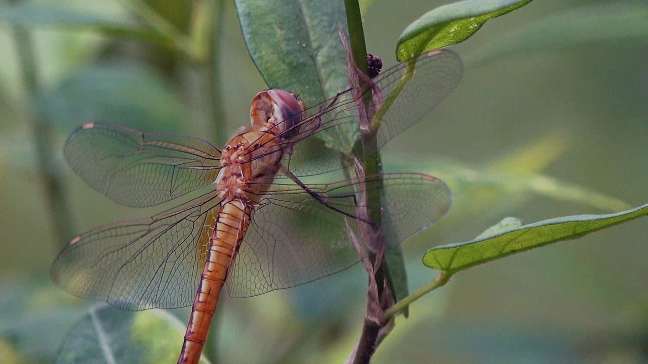 todavía libélula descansando sobre la hoja viendo un insecto