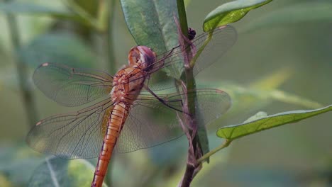 still dragonfly resting on leaf watching a bug