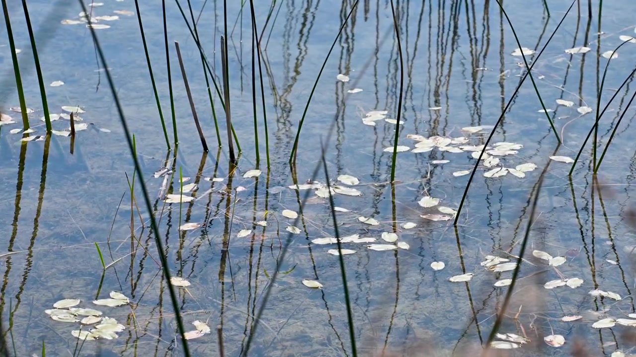 Un lago calmo con ninfee e canne in un ambiente selvaggio.
