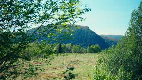 peaceful scene of forest and mountains at sunny day over hiking trails