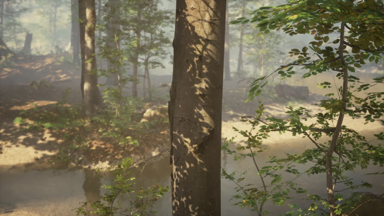 안개 와 빛 이 있는 조용 한 숲 풍경