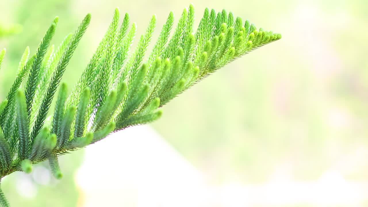 자연 속 의 소나무 가지 의 상세 한 모습