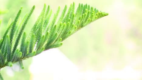 detailed view of a pine branch in nature