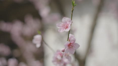 delicate pink peach blossoms