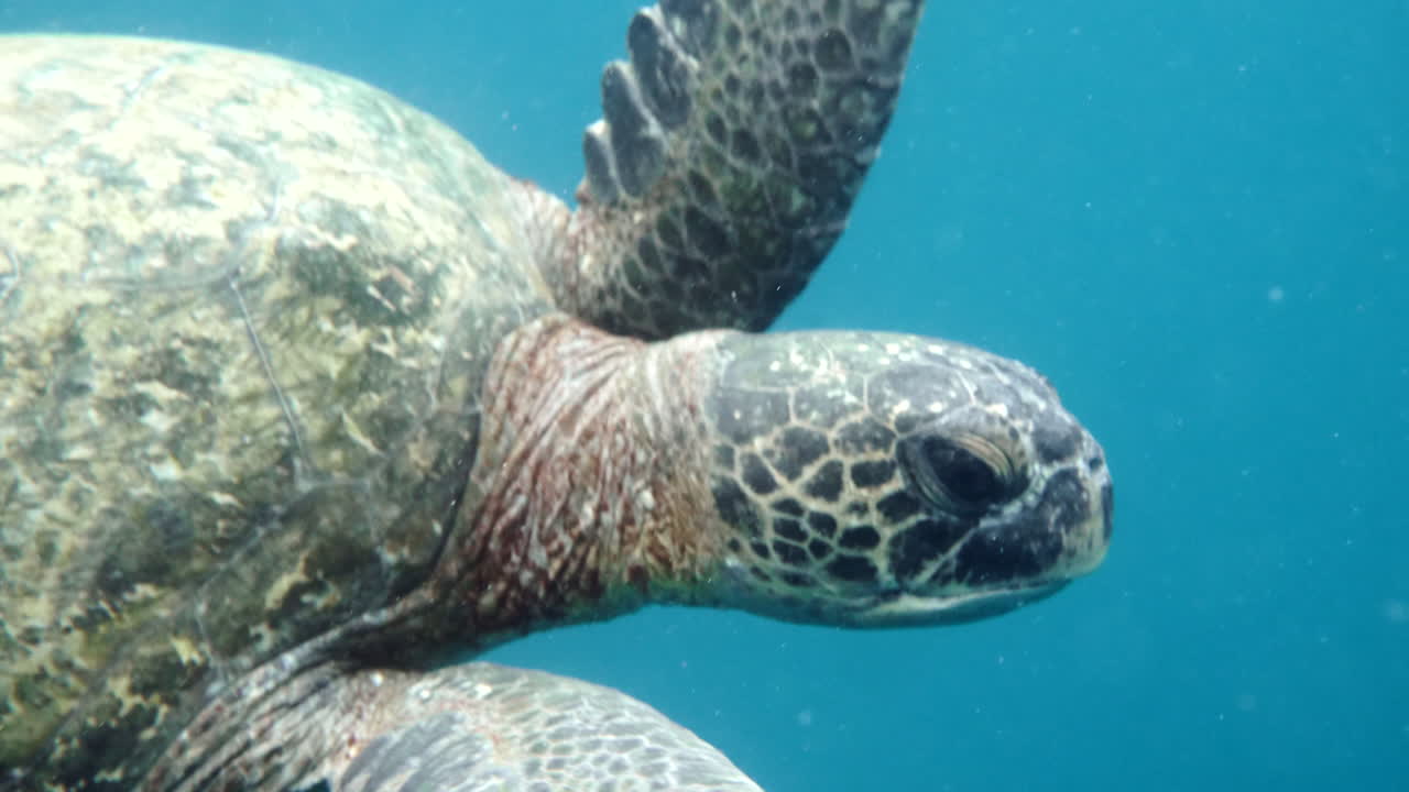 Moving plane towards swimming turtles, aquatic camera