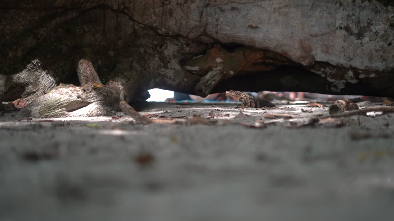 열대 섬 해변의 타락한 통나무 그늘에 있는 이구아나