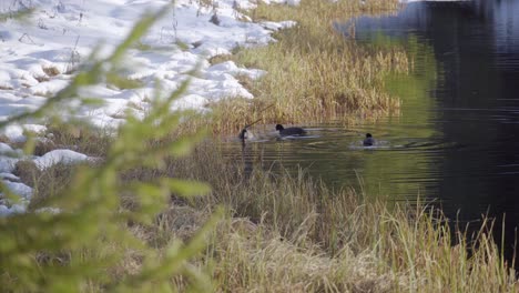 Three-ducks-feeding-and-playing-in-an-alpine-lake-with-snow