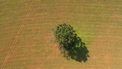 Top down view of a tree on countryside farm fields