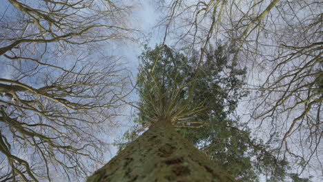 upward view of a majestic tree trunk leading to a network of frosty branches against a winter sky