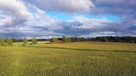 Golden-corn-field-with-nimbus-clouds-in-skies,-aerial-pedestal-up