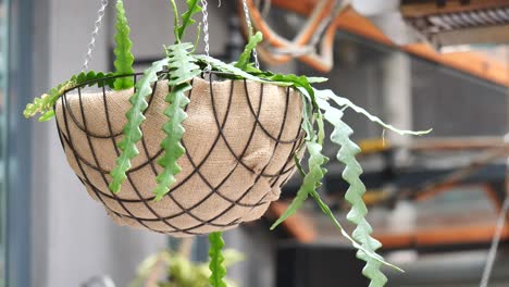 hanging green zigzag plant in a decorative basket