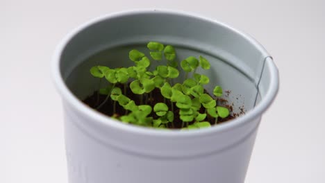 static shot of isolated basil growing plant in pot on white background