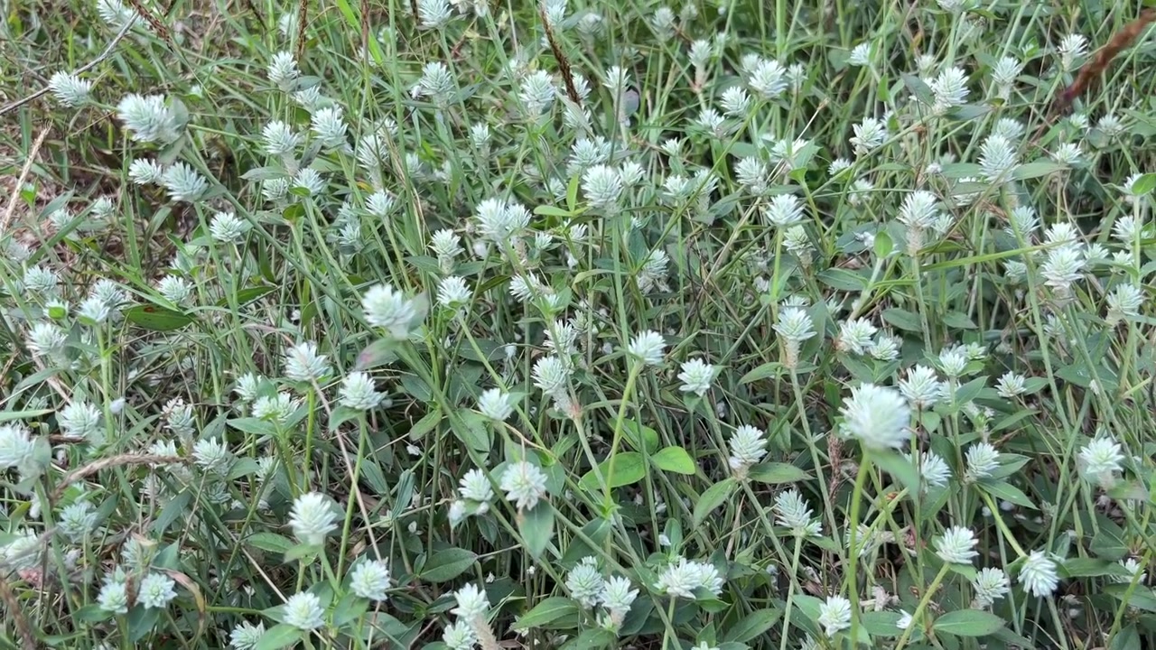 Primer plano de pequeñas flores silvestres blancas en un campo verde