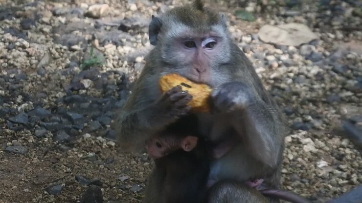 Close up of mammals HD video. primate life while eating fruit. Monkey eat yellow mango fruit at sacred terawang cave in Blora, central java, Indonesia.