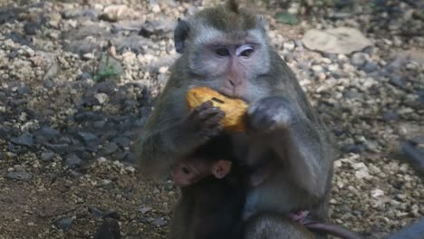 close up of mammals hd video. primate life while eating fruit. monkey eat yellow mango fruit at sacred terawang cave in blora, central java, indonesia.