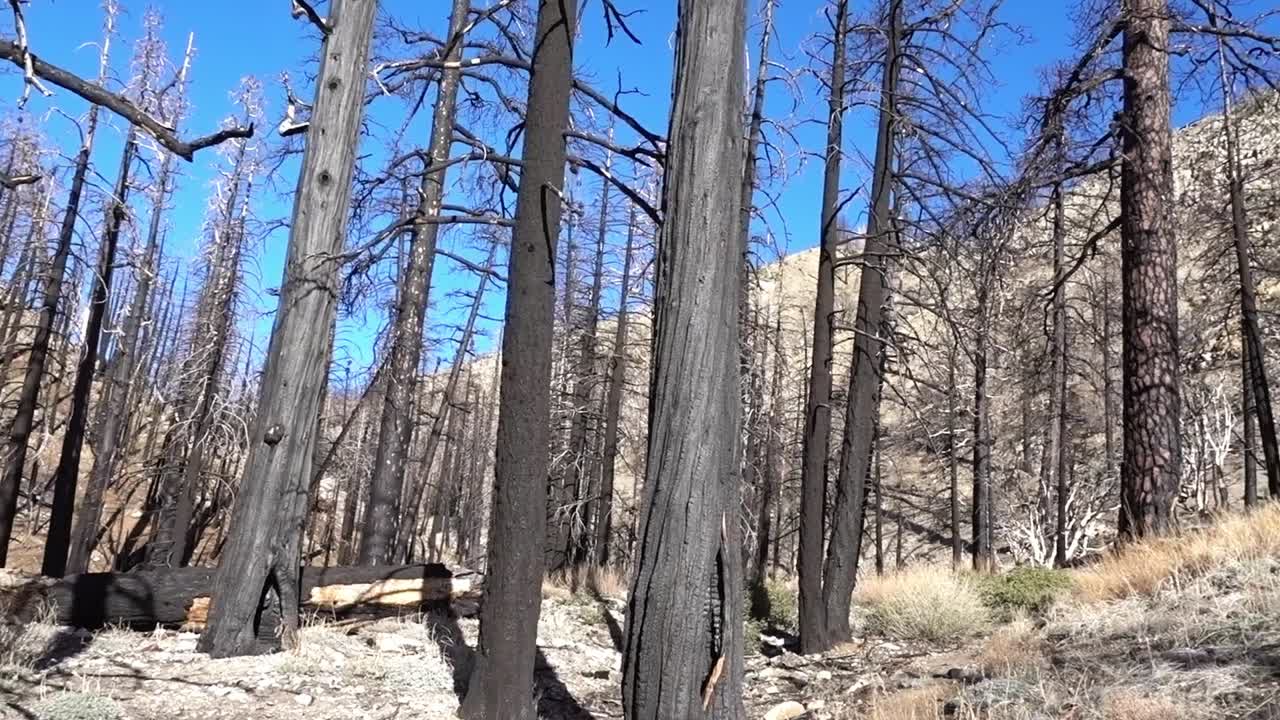 una selección de árboles quemados a lo largo del sendero de la cresta del pacífico