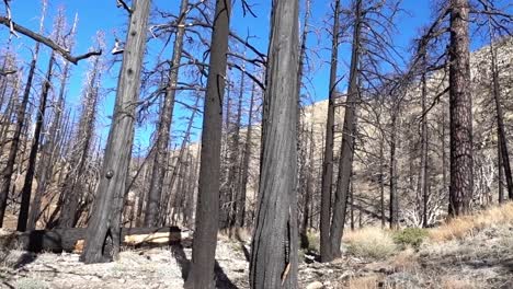 una selección de árboles quemados a lo largo del sendero de la cresta del pacífico